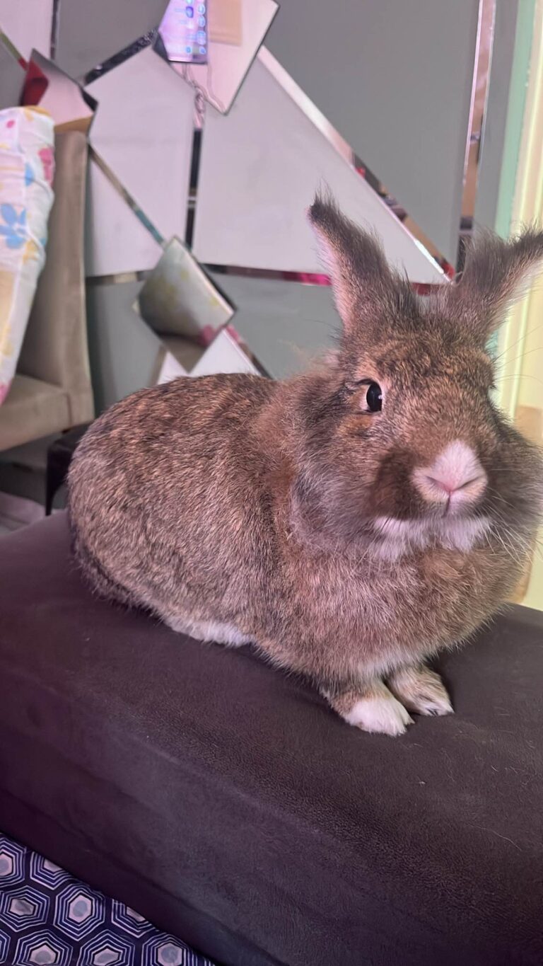 animal 1